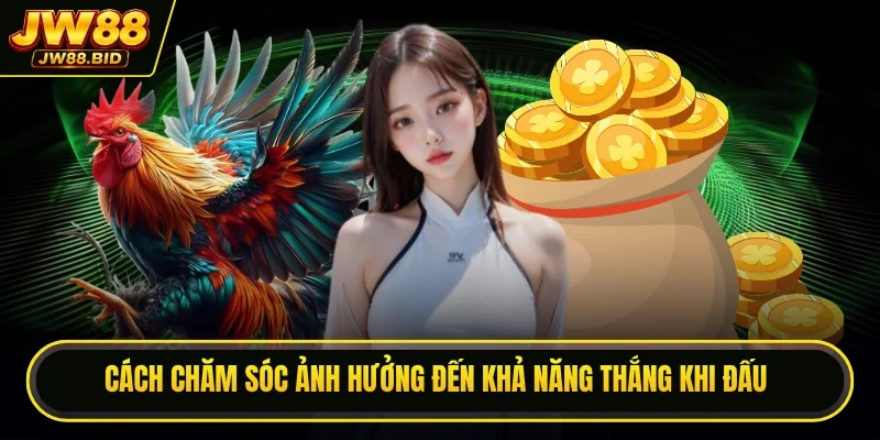 Cách chăm sóc ảnh hưởng đến khả năng thắng khi đấu